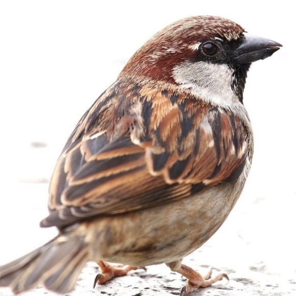 Save the Sparrows! - Picture 8 of 11